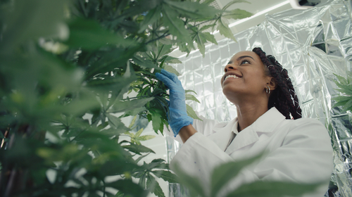 FEB What the Marijuana Executive Order Means for Employer Policies